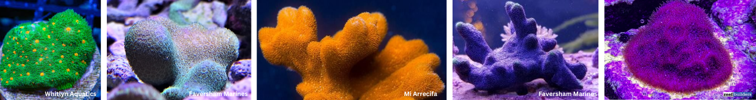 Psammocora Corals